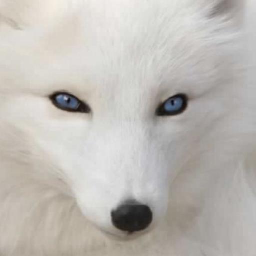 IGHOSTFOX