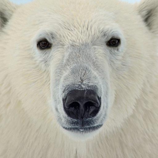 PolarBjorn