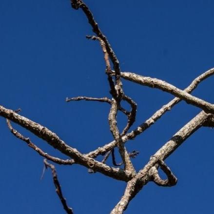 OneDeadLimb