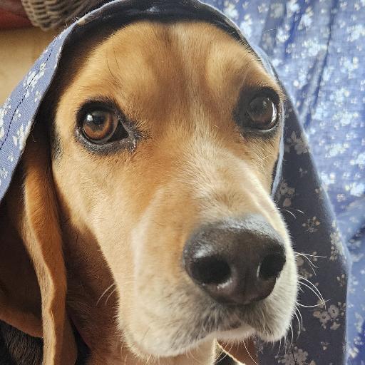 DoubleBeagle
