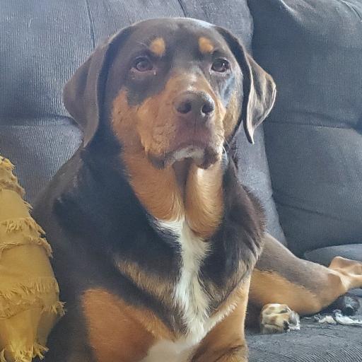 sheisthebestdog
