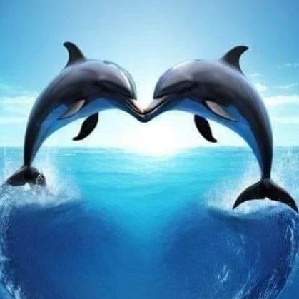 DOLPHIN841213