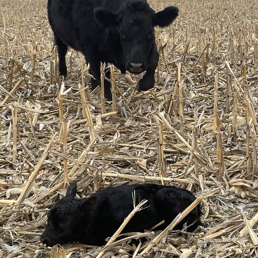 Cattle