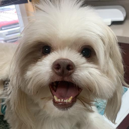 PepperPupper