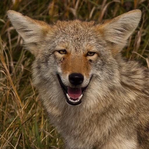 HuehueCoyote
