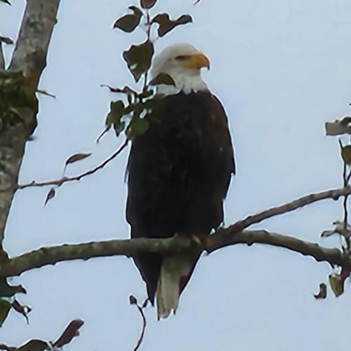 freedom_1