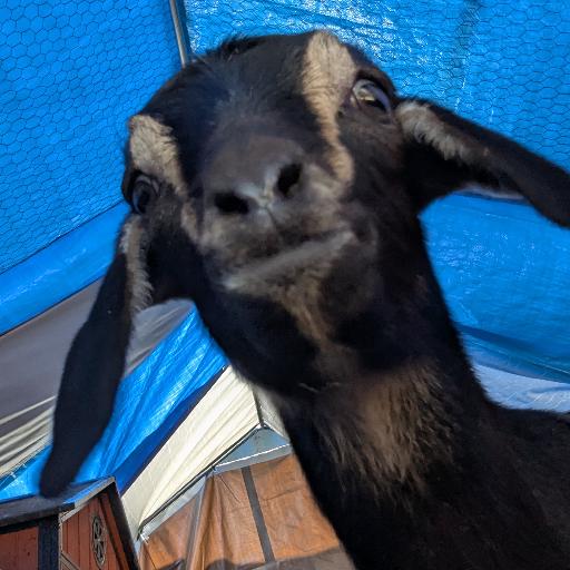 GoatFaceKillah