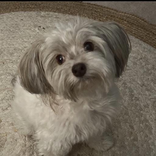 Charliedog