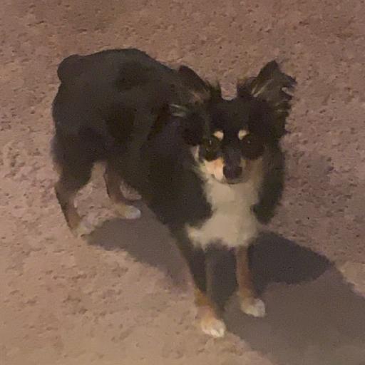 BuschLightKing