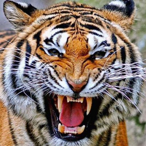 JungleCat