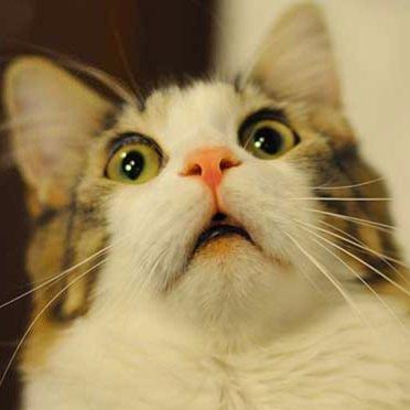 Kitty_Kitty