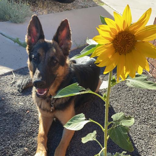 Rosielove_GSD