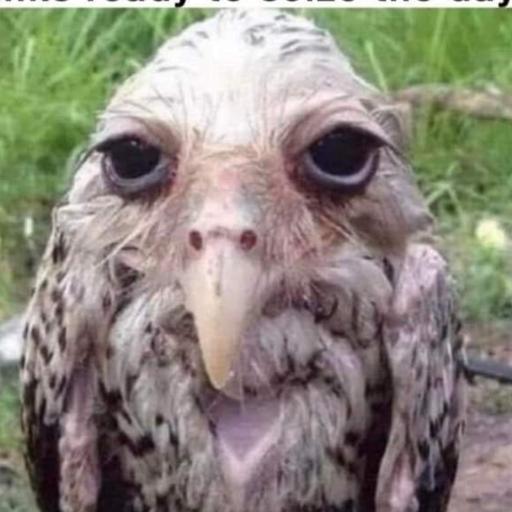 Cohutch