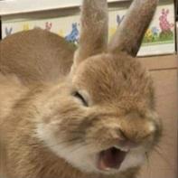 Conejazo