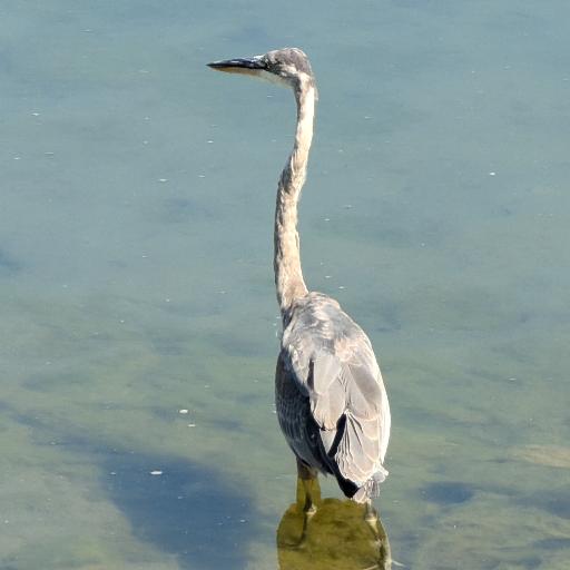 Heron83