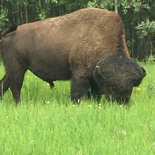 BisonBill