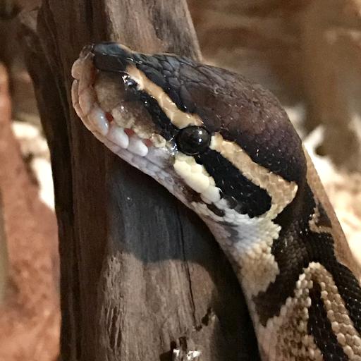 PythonMama