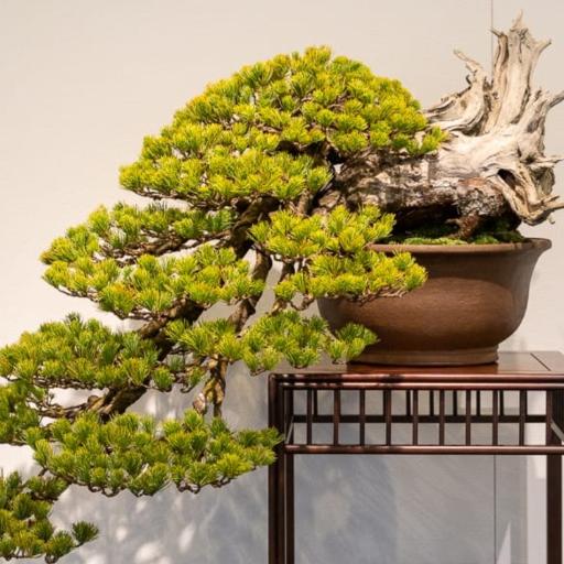 Onsidebonsai