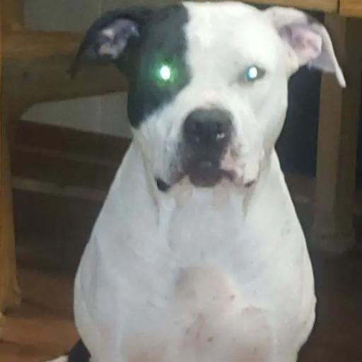 Blueyesdazed