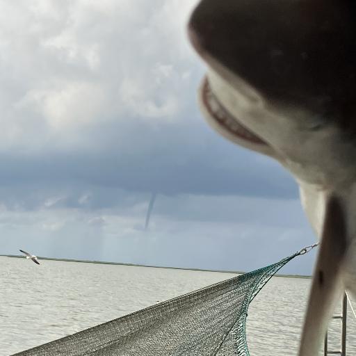 Babysharknado