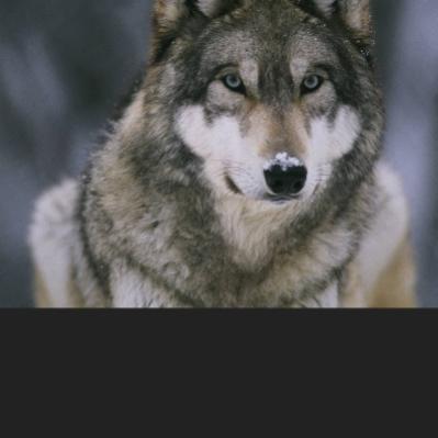 Sunwolf