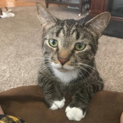Tig