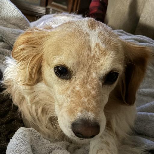 Sweethoneybee