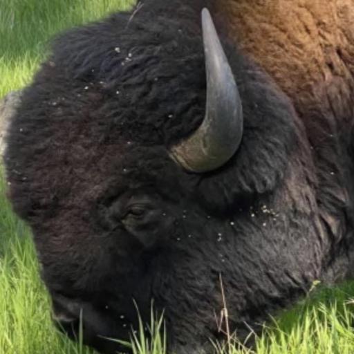 SaveDaBuffalo