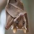 DingedBat