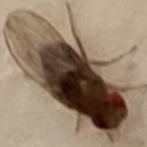 DurangoDan3278