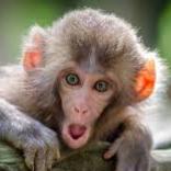 chunkymonkey