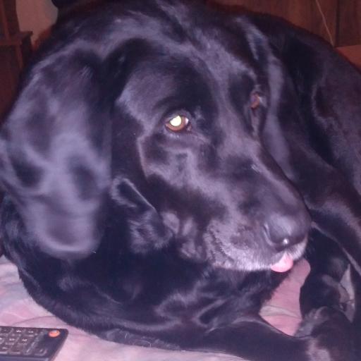 mypuppyiscute