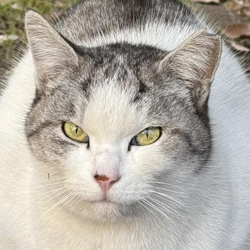 lovelycat