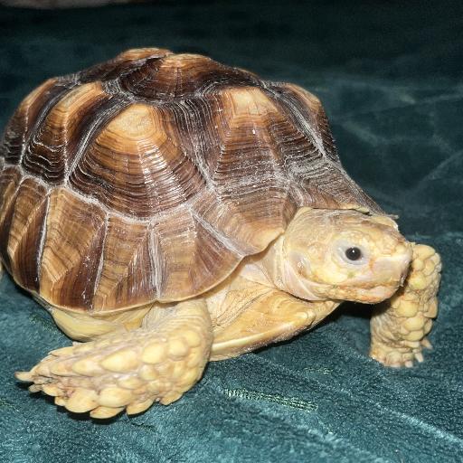 LittleVidle