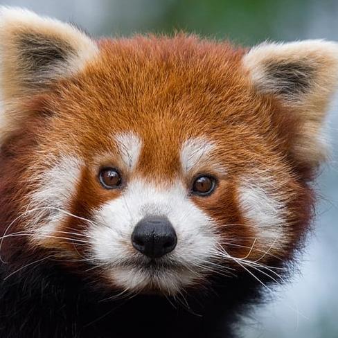 RedPanda