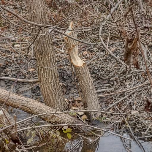 BeaverFood