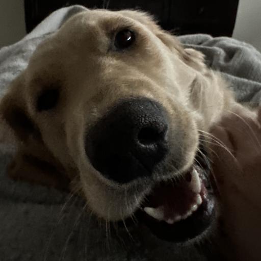 PoorDog