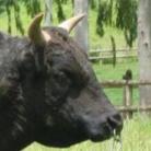 bullsun10