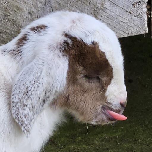 Ralphie66