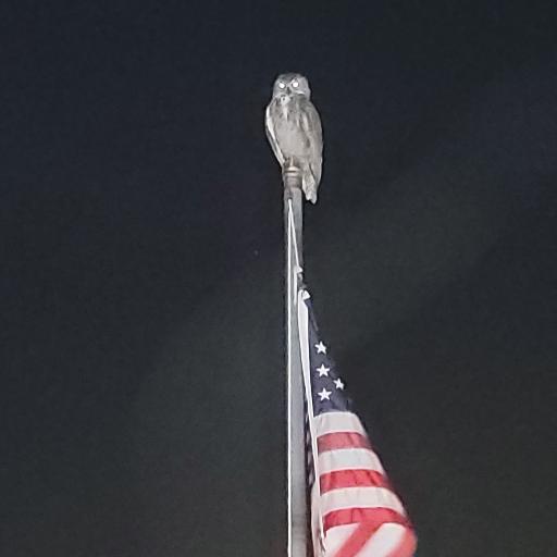 owlmann