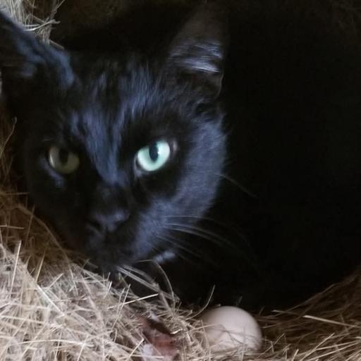 meowm