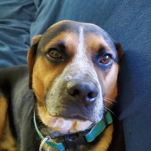 DerpyDog