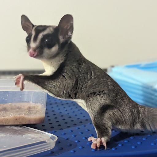 SugarMyGlider