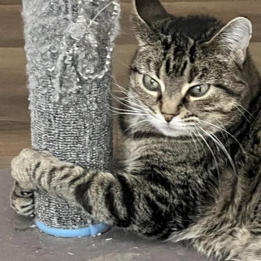 CatHouseInc