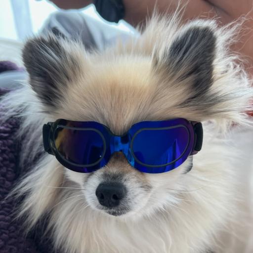 QueenZuBean