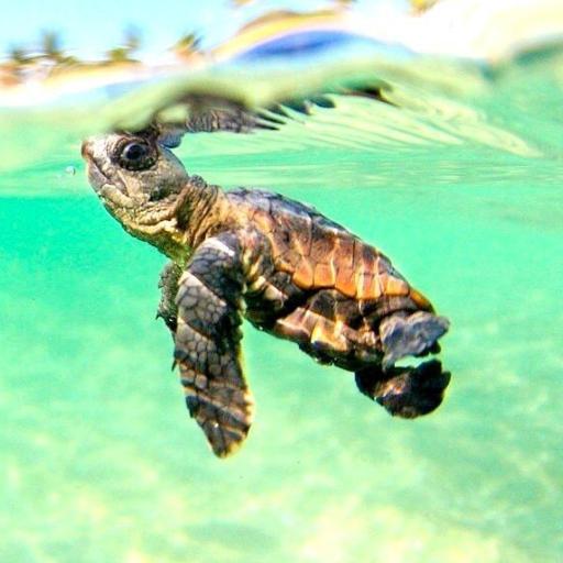 Turtlepower