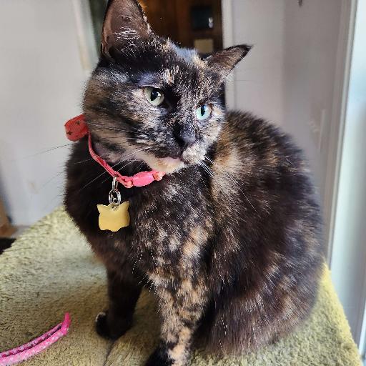 Taracat
