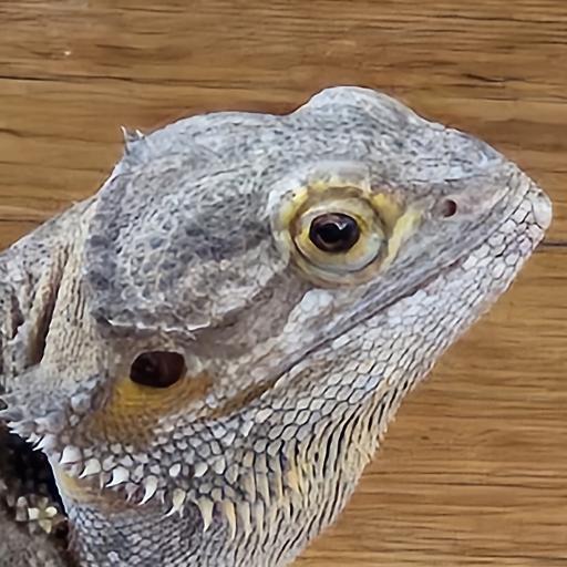 BDragon