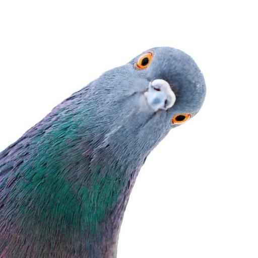 Caxir