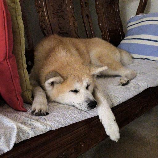 eggotheakitainu